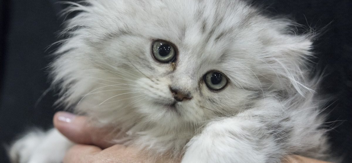 Tierschutz: Luxemburgs Bauernhof-Katzen gehören nur sich selbst