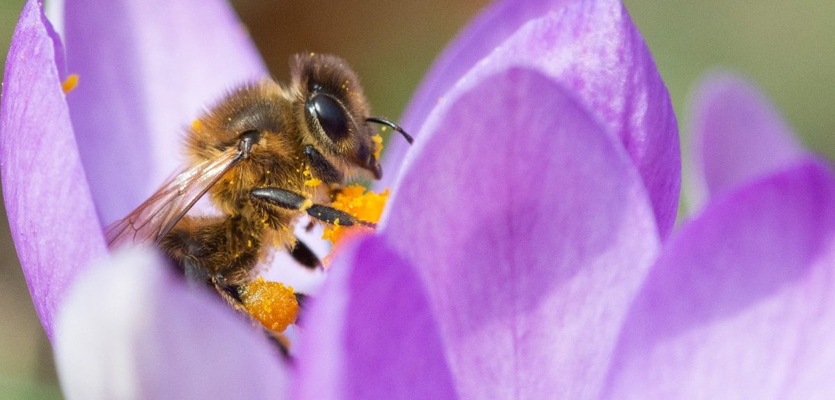 Wie Garten und Balkon zum Buffet für Honigbienen und Hummeln werden