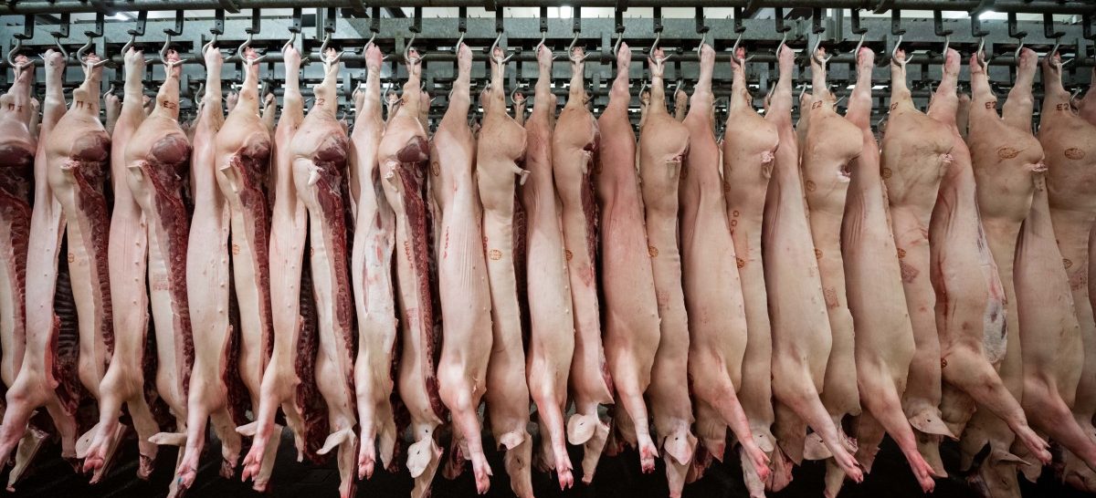 Mögliche Einschränkungen für Tier-Transporte bei Ausbruch der Schweinepest in Luxemburg
