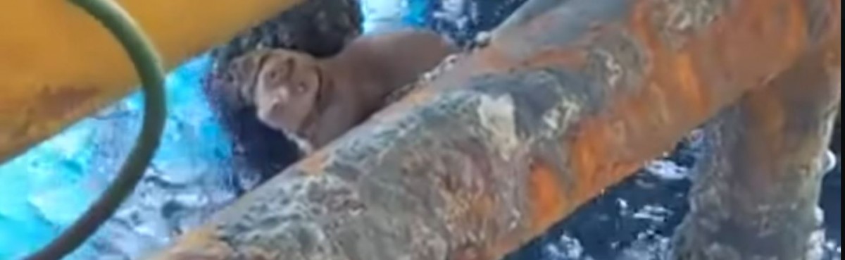 Aufgeben kam für ihn nicht in Frage: Bohrinselmitarbeiter machten eine erstaunliche Entdeckung