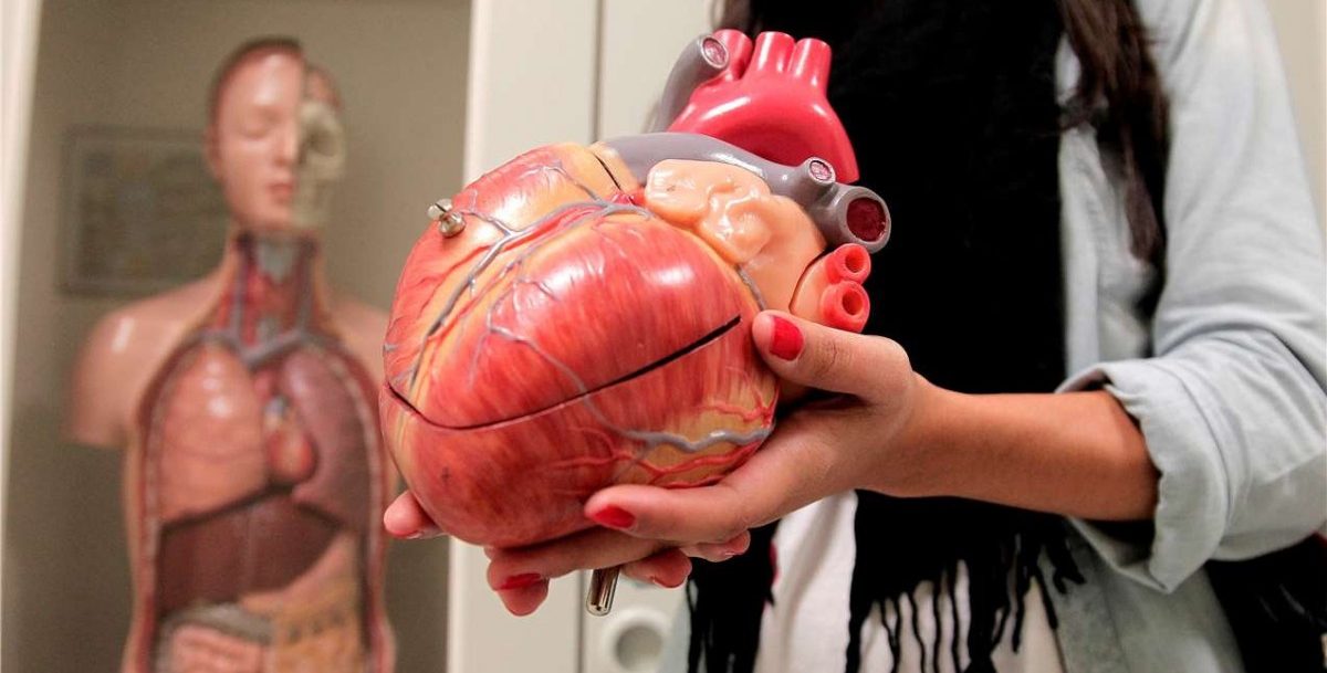 Auf Herz und Nieren: In Luxemburg sind Menschen automatisch Organspender