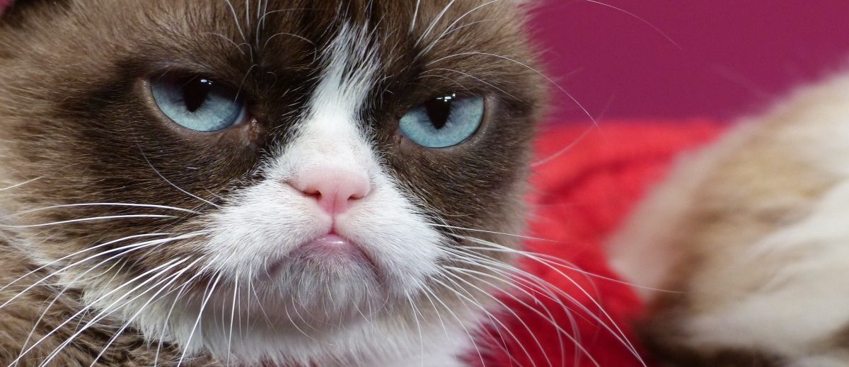 Die Katze mit dem mürrischen Gesicht ist tot – Grumpy Cat stirbt nach Harnwegsinfektion