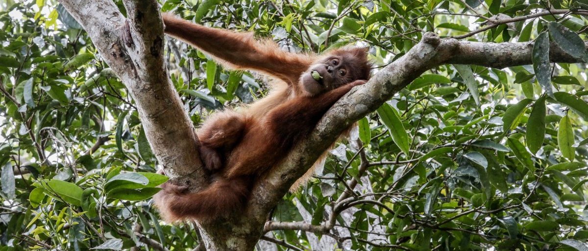 Dramatischer Weltbericht: Menschheit tilgt die Natur von der Erde