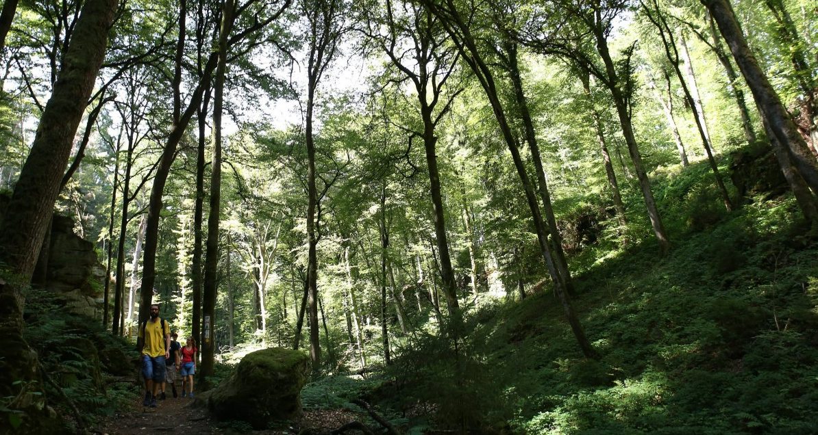Ein Heim aus Holz: Regierung fördert umweltfreundliches Baumaterial