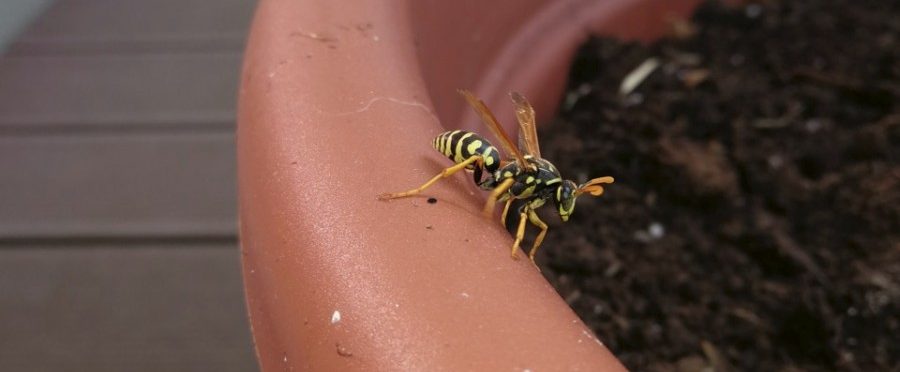 Ungebetene Gäste fernhalten: Wie man Wespen vom Nestbau abhalten kann