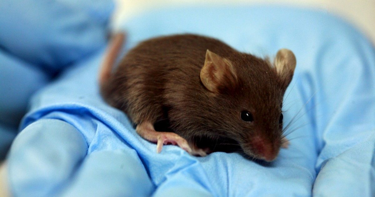 Leben und Sterben im Labor: Forscher in Luxemburg benutzten 2018 mehr als 14.000 Tiere für Experimente