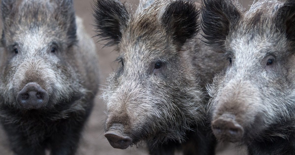 Serbien erlebt wegen Hochwasser eine Invasion der Wildschweine