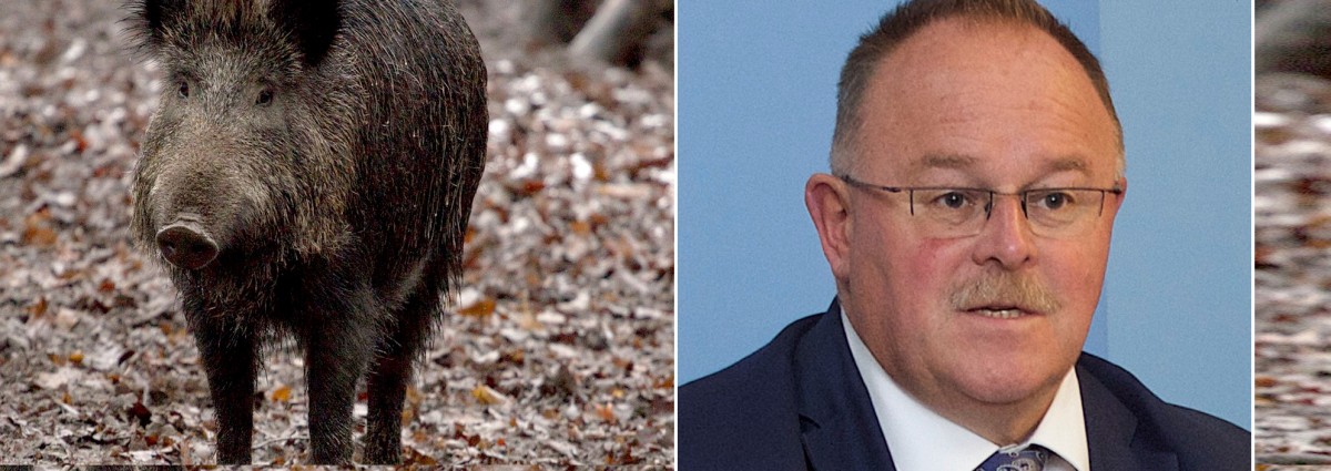 Bisher keine Schweinepest-Fälle in Luxemburg – Minister Schneider kündigt große Jagd an