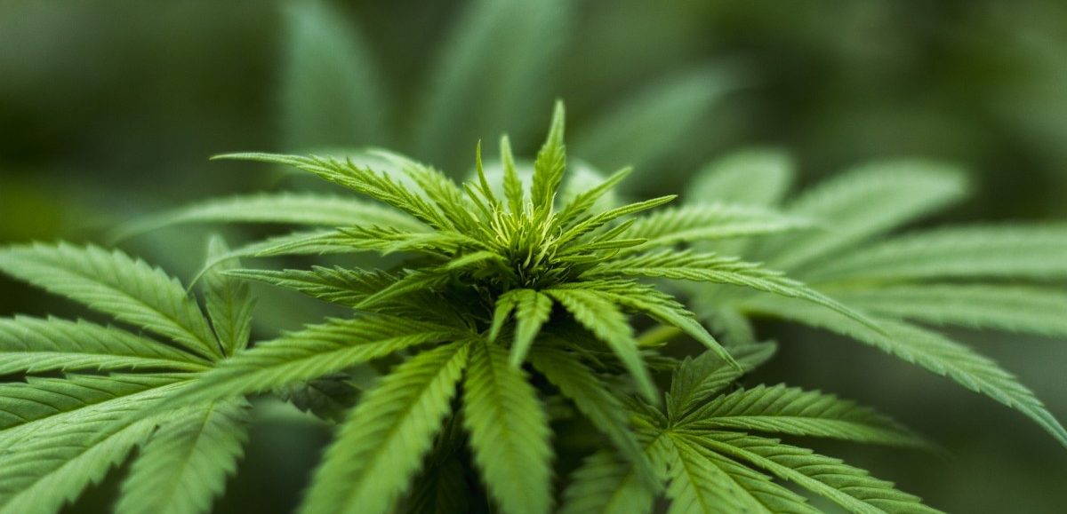 Expertenrat in Frankreich empfiehlt Legalisierung von Cannabis