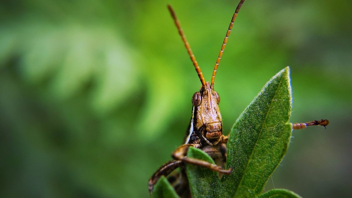 Ein verwilderter Garten ist „sexy“: Wie Insekten unser Überleben sichern