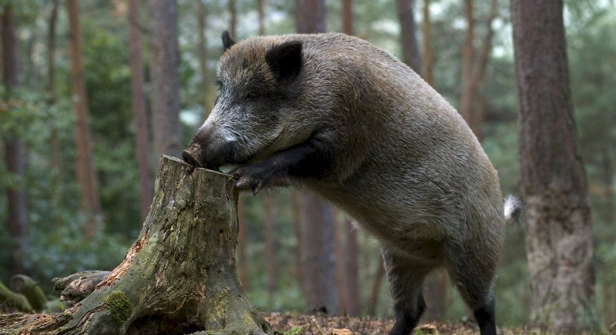 Kaum Wildschweine vor der Flinte: Durchwachsene Bilanz der großen Jagdaktion in der „Zone blanche“