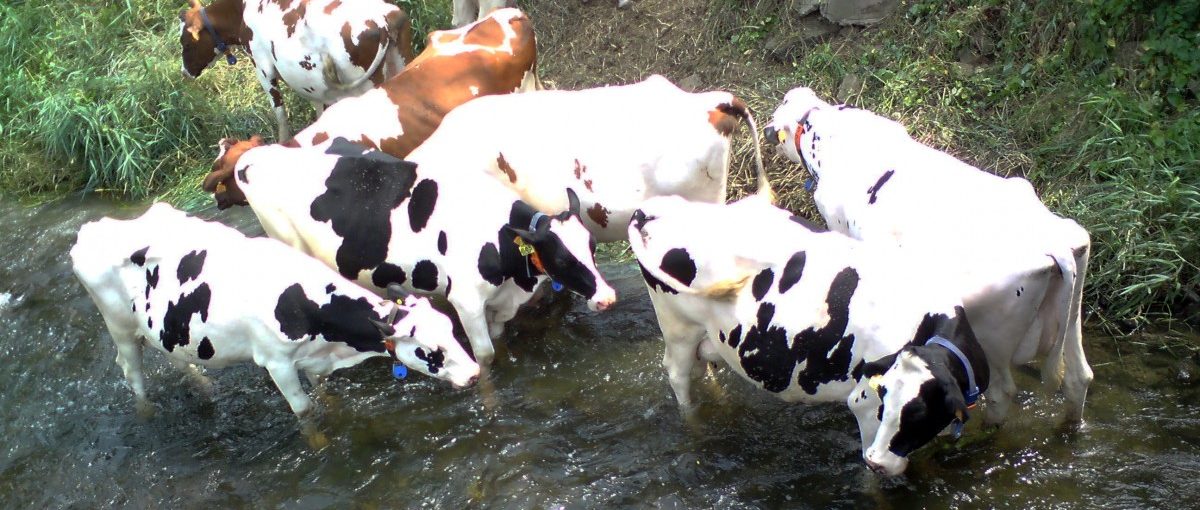 Auch Kühe sind nur Menschen: Vierbeiner erfrischen sich in der Alzette