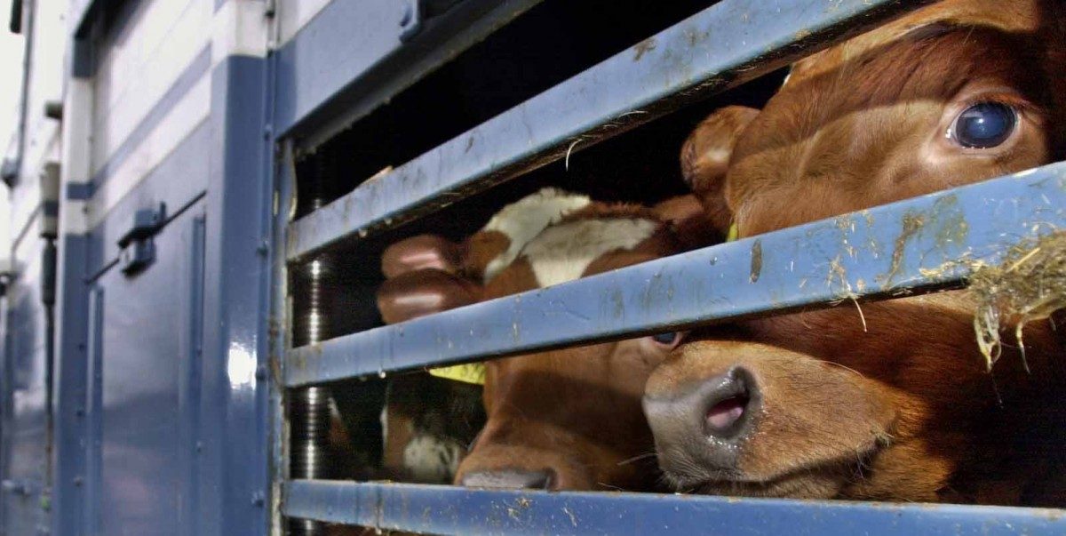 Tiertransporte bei Hitze: Romain Schneider muss französischen Agrarminister korrigieren