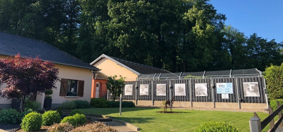 Chillen und spielen auf vier Pfoten im Zare-Schlass