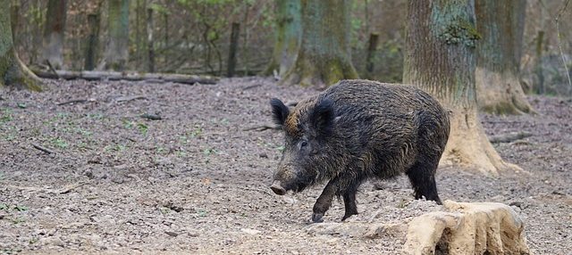 Nach Jagdaktion in der „Zone blanche“: Bisher keine Anzeichen von Schweinepest in Luxemburg
