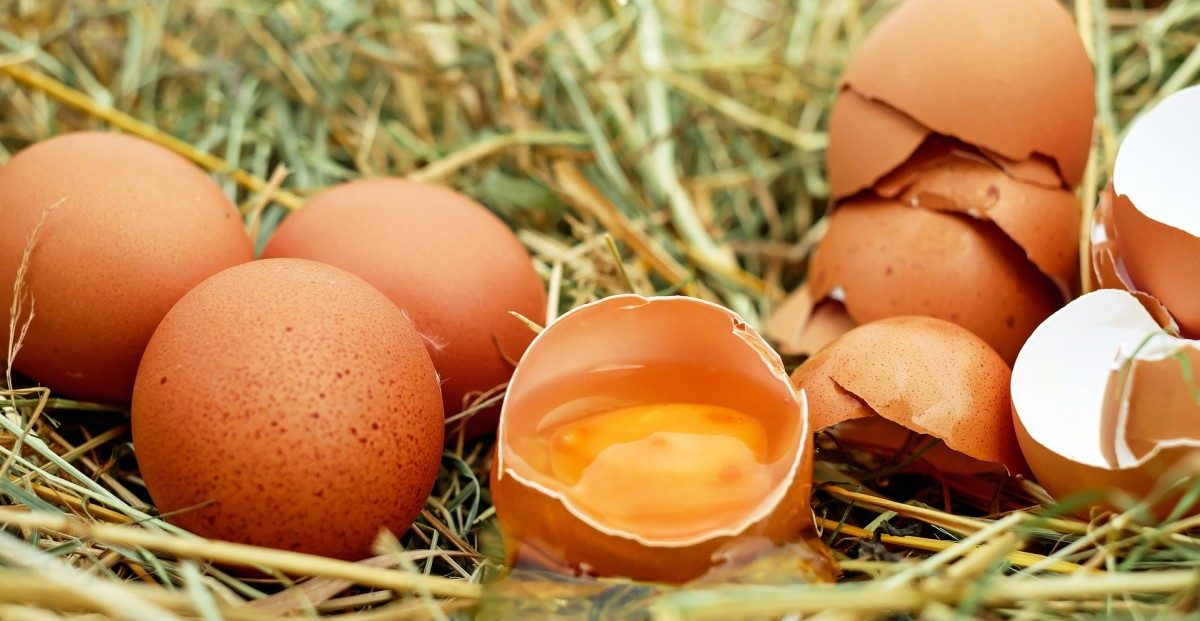 Dioxin-Eier in Luxemburg im Verkauf: Belgische Lebensmittelsicherheitsbehörde schließt Eier-Firma