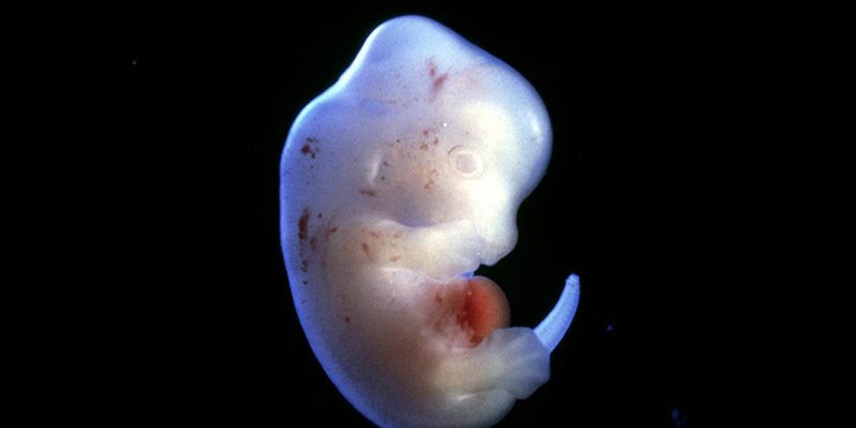 Japaner haben Genehmigung für Züchtung von Mensch-Tier-Wesen