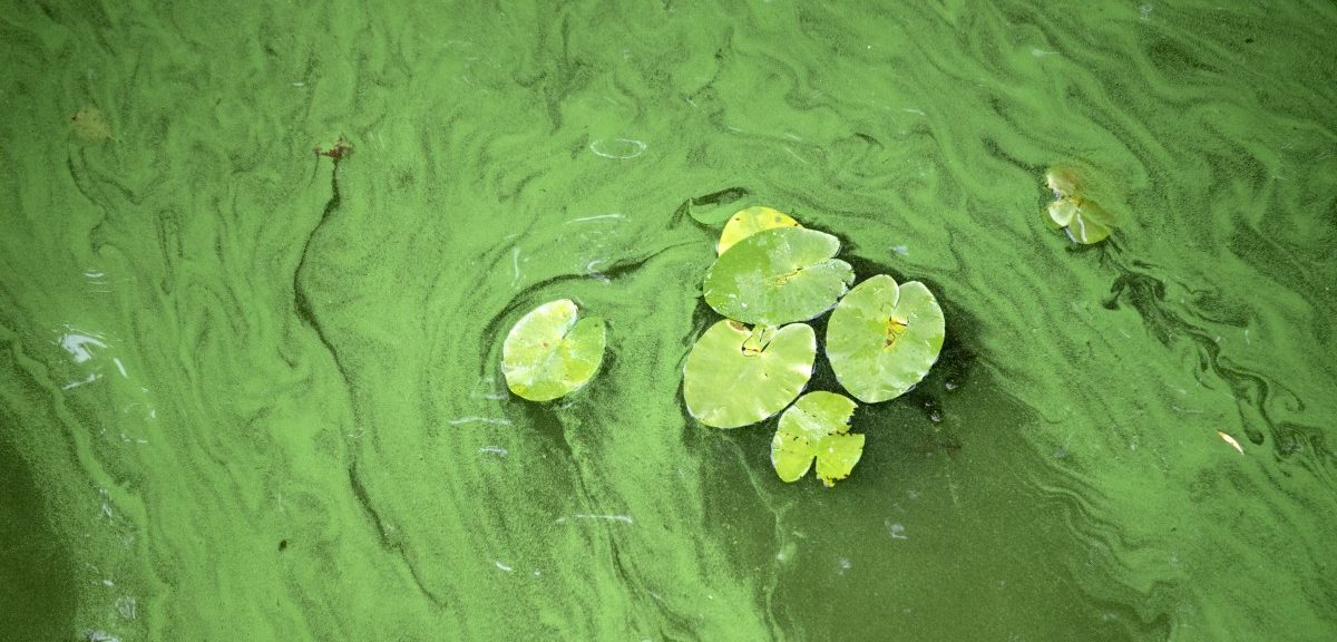 Giftige Blaualgen an den Ufern der Mosel nachgewiesen