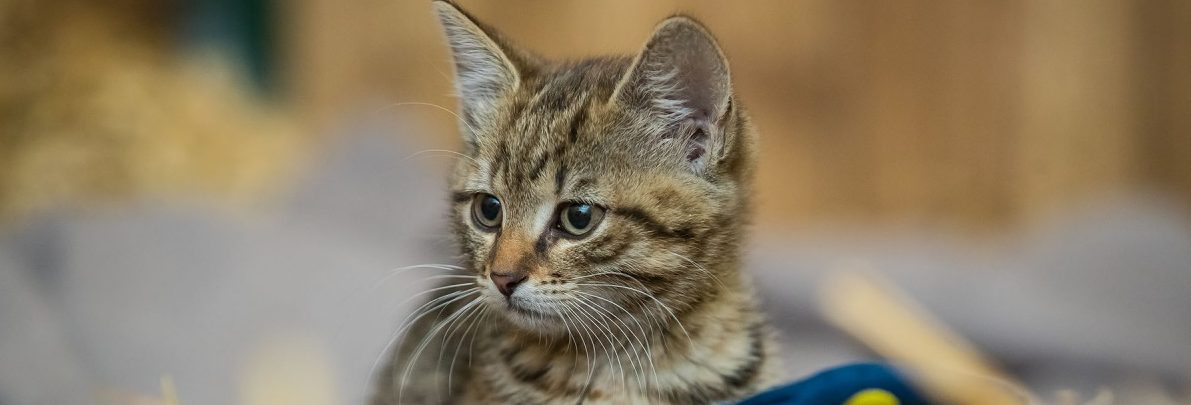 Alles für die Katz: Neun Fakten zum internationalen Katzentag
