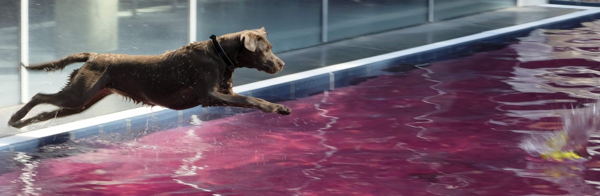 Und zum Schluss planscht Bello: In Esch dürfen Hunde ins Schwimmbad