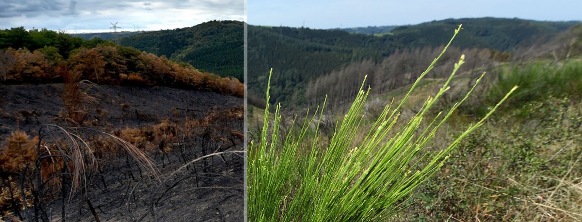 Ein Jahr nach dem Waldbrand: Es grünt wieder zwischen Schlindermanderscheid und Consthum