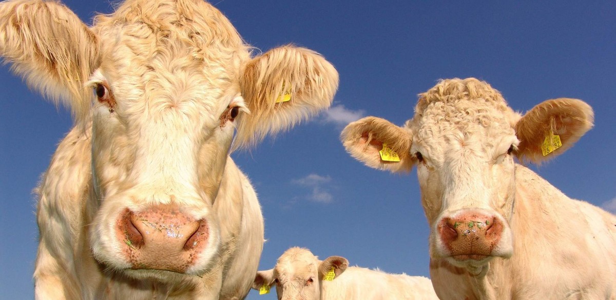 Mann wird von Kuh eingequetscht – Viehhändler beklagt zu viel Tierschutz