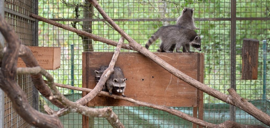 Tieren eine neue Chance geben: 30 Jahre „Fleegestatioun fir wëll Déieren“ in Düdelingen