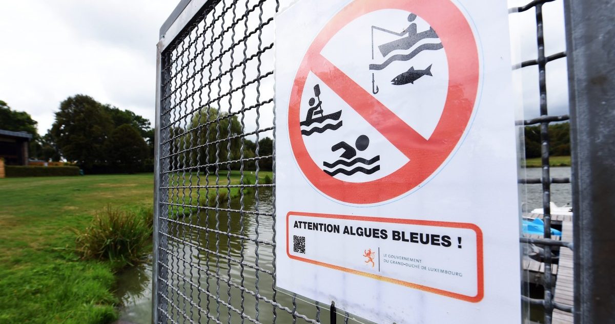 Blaualgen-Problem im Weiswampacher See verschlimmert sich: Wasserbehörde warnt vor Fischverzehr