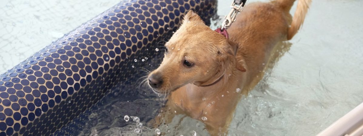 Einfach wau: Der „Escher Hondsveräin“ ist der älteste Hundeklub des Landes
