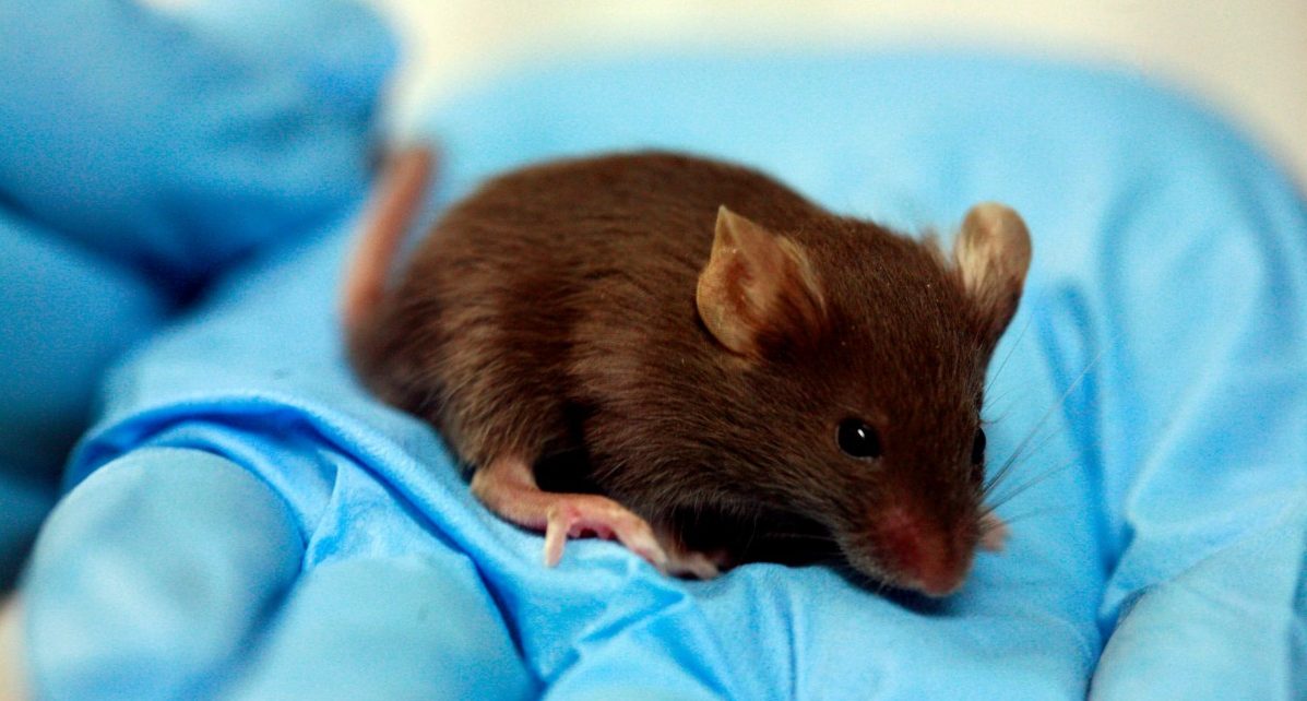 Von der Maus zum Menschen: Tiere in Luxemburgs Laboren