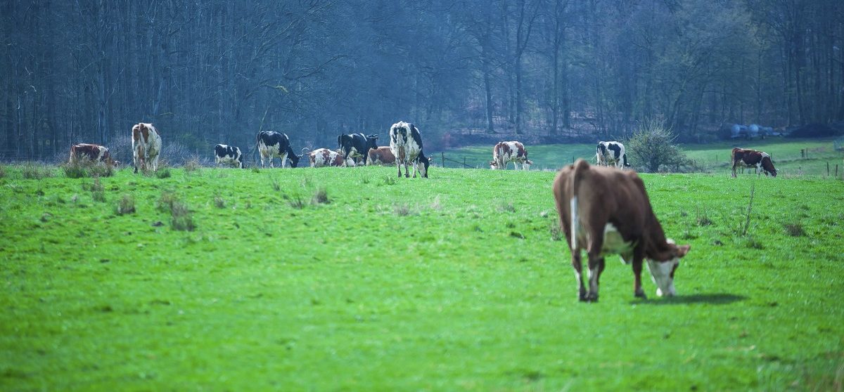 Die Piraten und der Tierschutz: Parlamentarische Anfrage moniert mangelnden Hitzeschutz