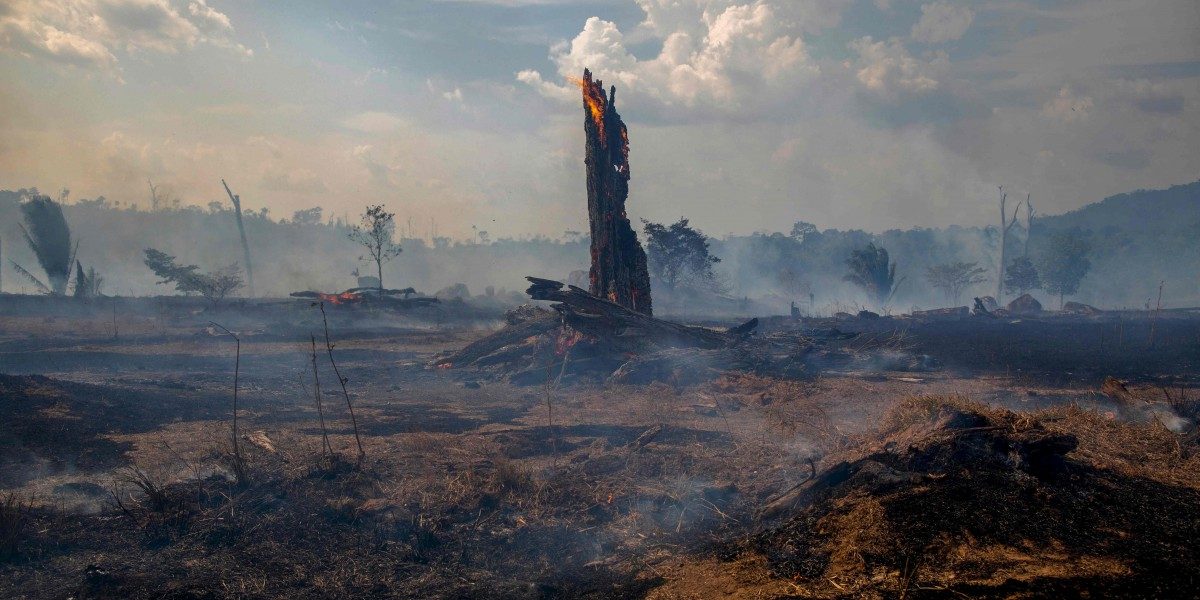 Schutz des Amazonas: Luxemburg tut, was es kann