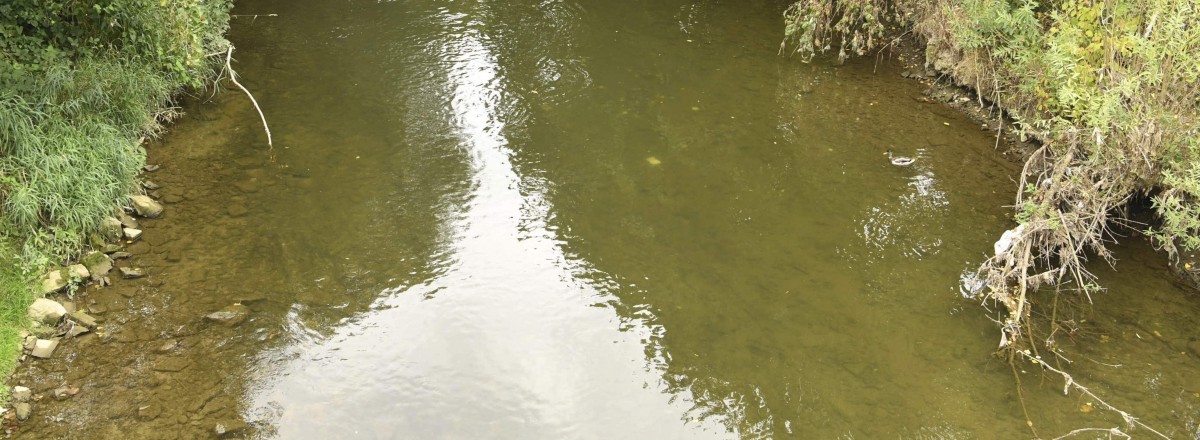 600.000 Liter Abwasser töten Fische: Alzette wird ein weiteres Mal verschmutzt