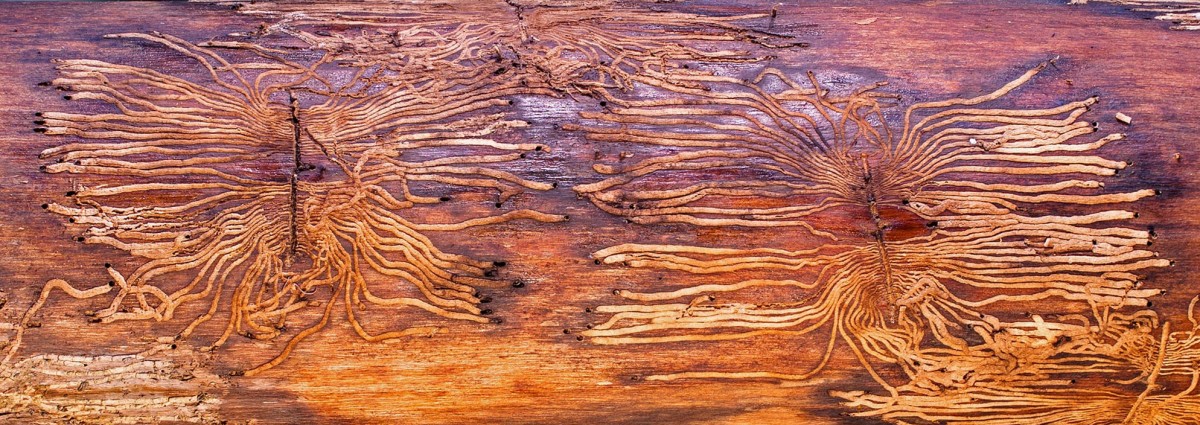 Regierung zu Borkenkäfer-Plage: Der „Buchdrucker“ setzt auch Luxemburgs Wäldern heftig zu