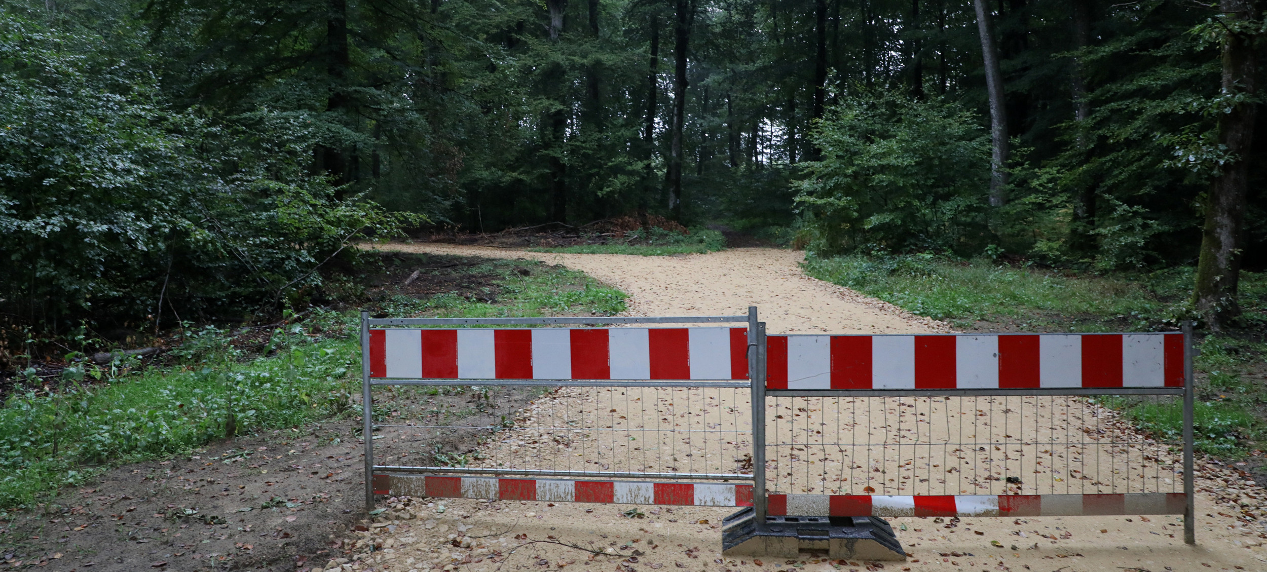 Natur versus Ökonomie: Einwohner von Koerich kritisiert Arbeiten im Waldstück 