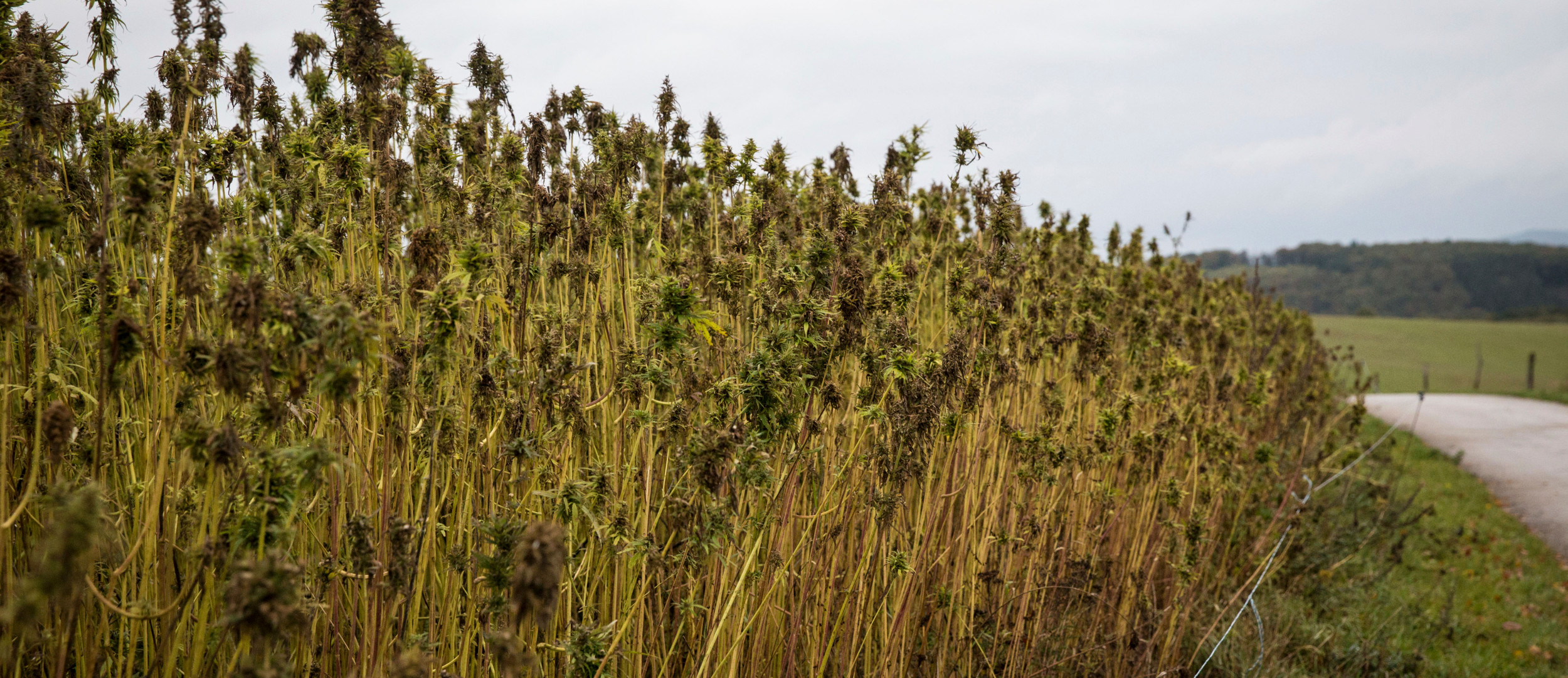 Nutzhanf aus dem Ösling: „Cannabis ist eine Chance für die Landwirtschaft“