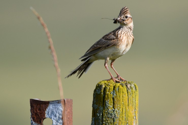 Mehr als die Hälfte der Brutvogelarten ist bereits ausgestorben oder gefährdet