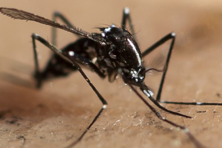 Befürchtungen bestätigt: Zika-Virus wurde zum ersten Mal in Europa übertragen