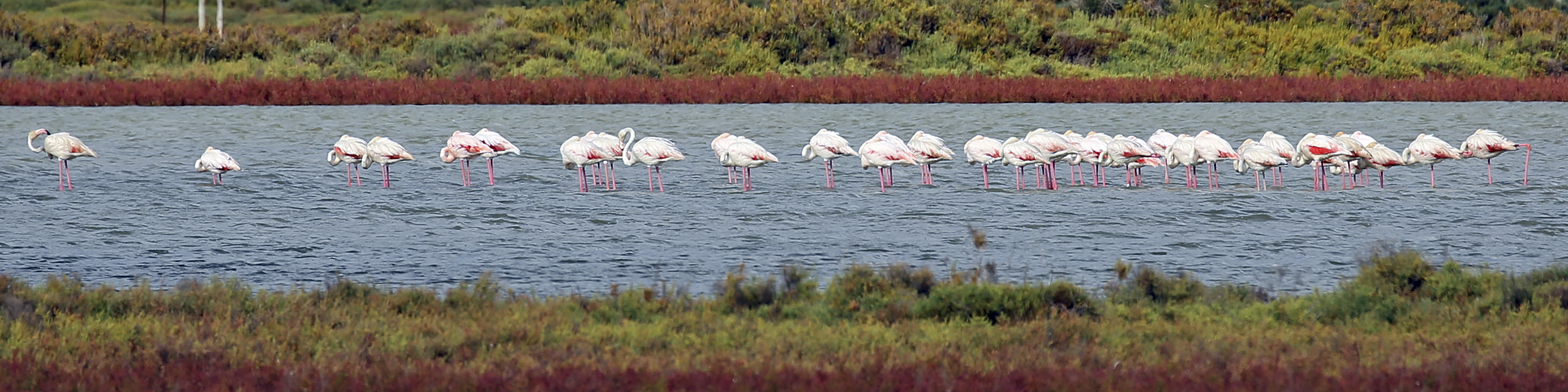 Flamingos in Spanien: Rosarote Beobachtung im Ebrodelta