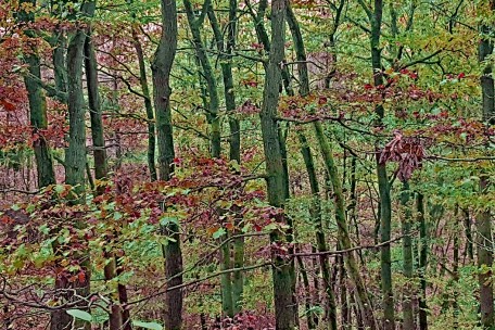 Forschergruppe bezweifelt Studie zu Aufforstung gegen Klimawandel