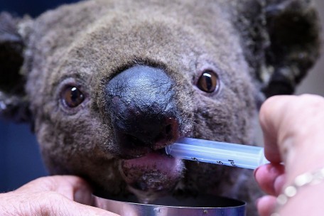 Buschfeuer bedrohen Sydney: Situation im Osten Australiens könnte sich verschärfen