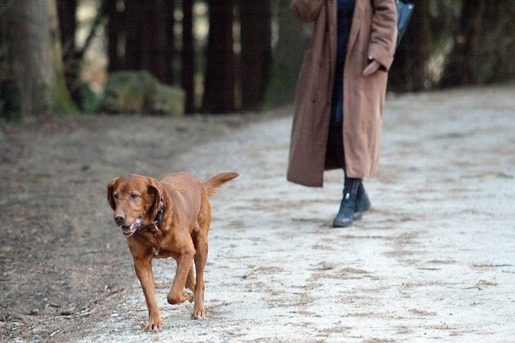Zolwer / Giftköder töten Hunde im Süden Luxemburgs  – Was im Notfall hilft