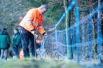 Schweinepest / Für den Ernstfall gerüstet: Luxemburg und Rheinland-Pfalz bauen Elektro-Wildabwehrzäune
