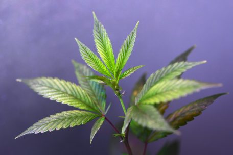 Genussmittel / Italien erlaubt den privaten Anbau von Cannabis für den Eigenbedarf