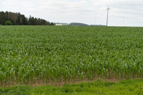 Umwelt / Luxemburg verbietet Glyphosat