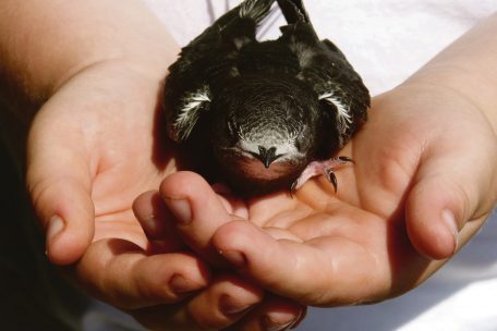 Parlamentarische Frage / Luxemburg richtet mehr Schutzgebiete für Brutvögel ein