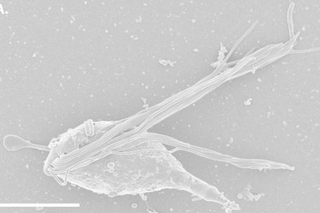 Wegen seiner „Tentakel“ wurde „Cthulhu macrofasciculumque“ nach „Cthulhu“ benannt