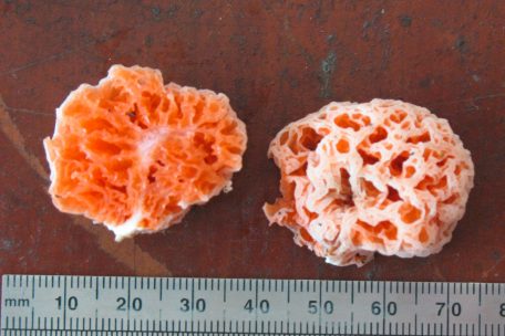 Kein Schwamm, sondern ein Pilz wurde nach Spongebob Schwammkopf benannt