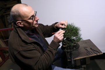 Pflanzen / Die „Bonsai Frënn“ sind große Fans von kleinen Bäumen