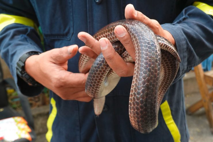 Aufruf der Veterinärinspektion / Halter exotischer Tiere in Luxemburg müssen Genehmigung beantragen